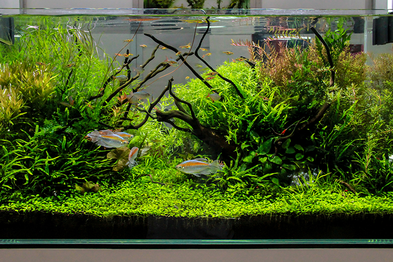 Including a fish tank or other pets to help make your home healthy