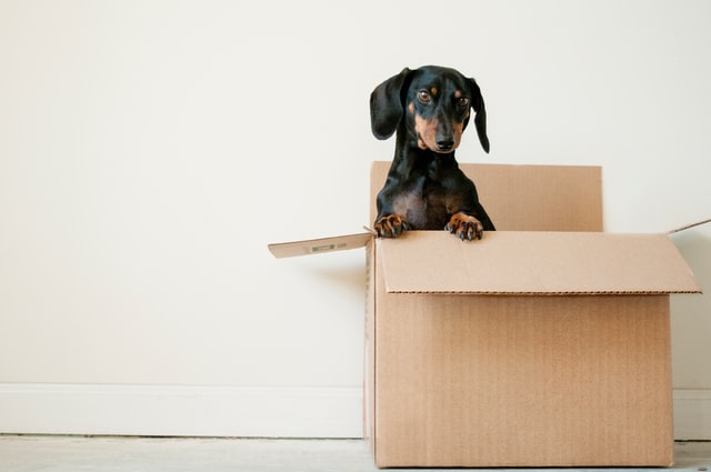A black dachshund sitting in a moving box.