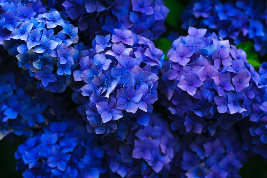 Blue hydrangea plant in full bloom