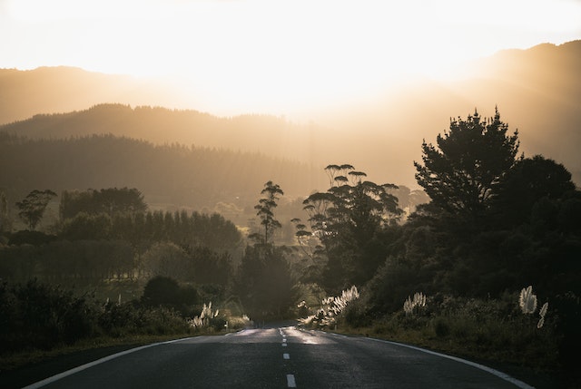 Grey asphalt road surrounded by trees