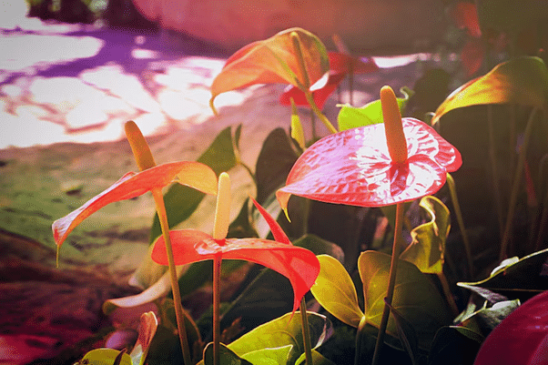The Modern Tropical Paradise