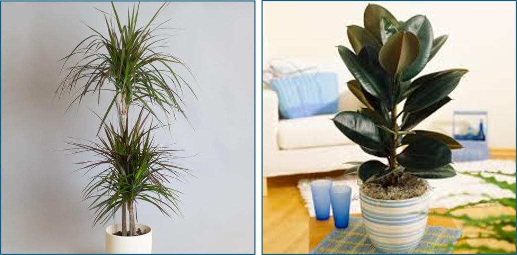 Dragon and Rubber Plants