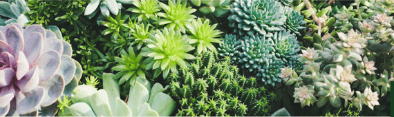 Succulent Plants